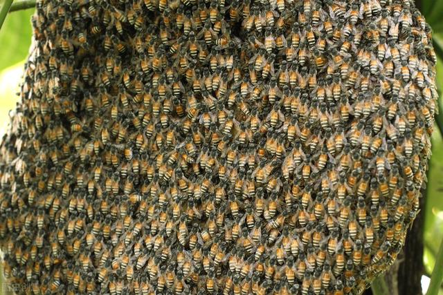 超大野蜂巢功效,干野蜂巢有药用价值吗(3)