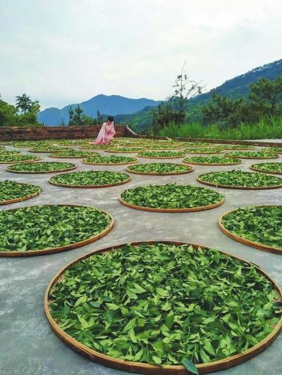 红茶制作工艺流程,红茶萎凋到什么程度最好(3)