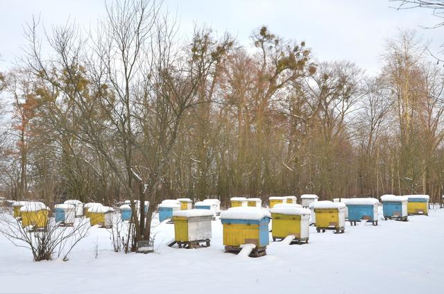 蜂群越冬保温最佳方法,蜂群越冬最佳方法(2)