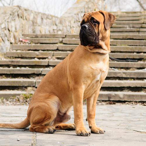 大型狗狗品种大全,世界公认十大猎犬(3)