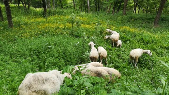 为什么不能大规模养羊,环保局对村里养羊规定(1)