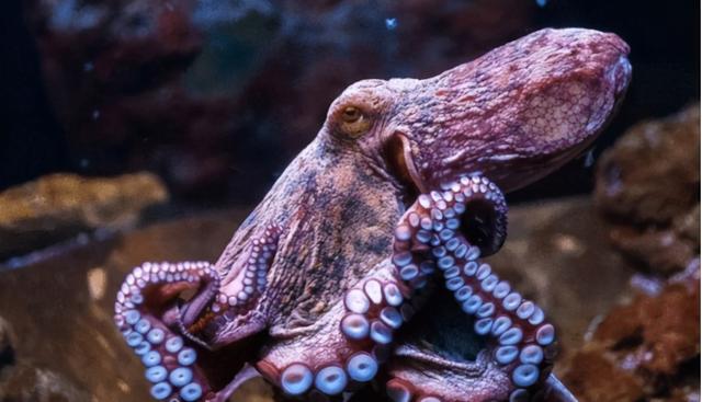 章鱼一共有多少个脚,章鱼是不是12只腿(2)