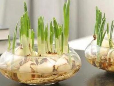 洋水仙的土培养殖方法,种洋水仙土培和水培哪个更好(2)