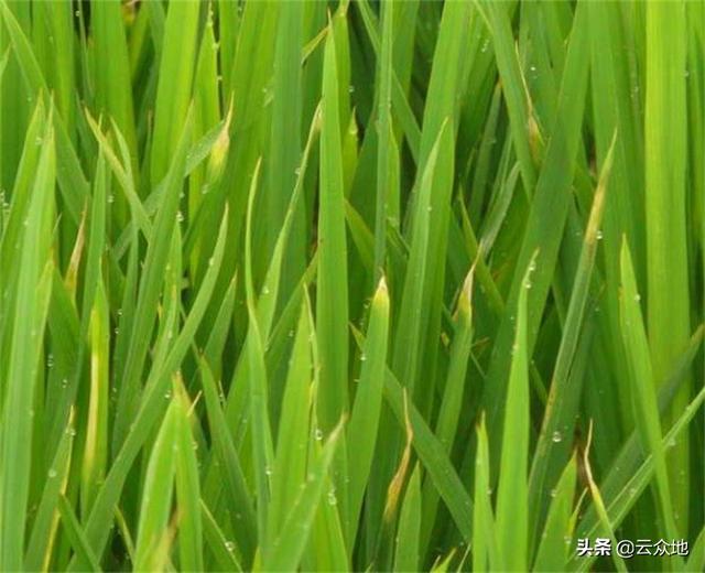 水稻穗型分类图,水稻幼穗分化时期照片(3)