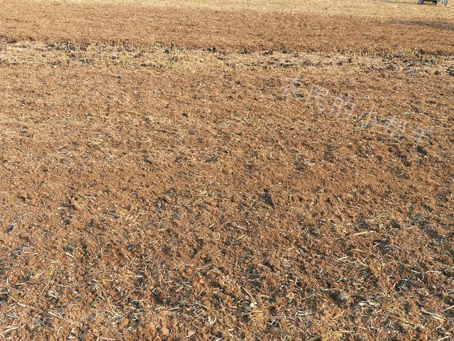 小麦种到地里就下雨能出苗吗,种小麦浇水出苗快吗(2)