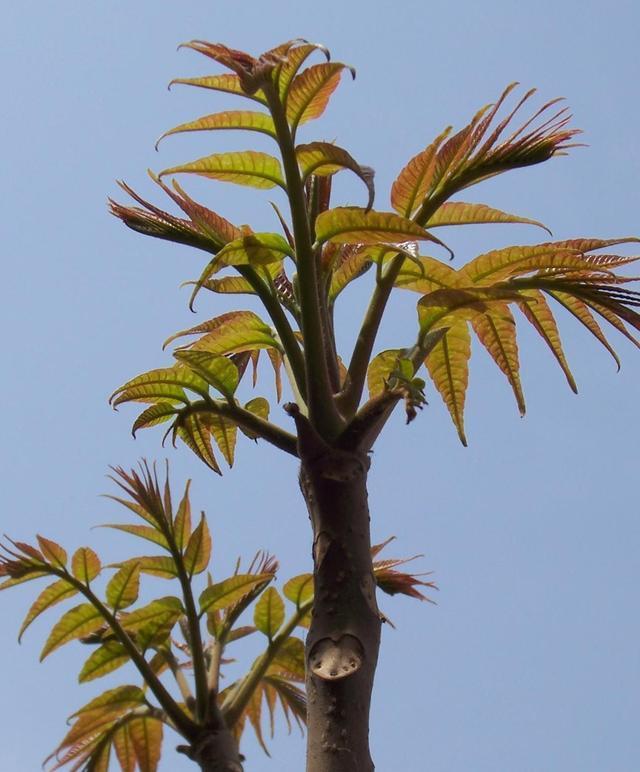 香椿树种植最佳时间,香椿树的种植方法和禁忌(6)