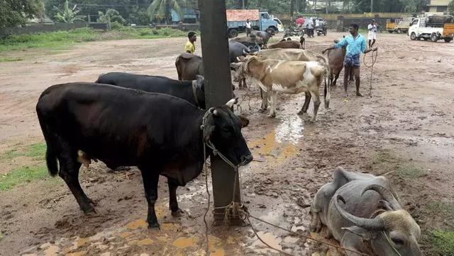 为什么印度不吃牛肉,印度不吃牛肉为什么还有牛肉出口(4)