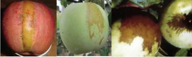 怎样去判断苹果的锈果病,苹果锈果病防治口诀(3)