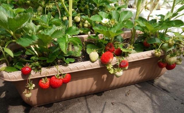 阳台上种草莓几招就让你收获满满,阳台上种植草莓掌握几种技巧(2)