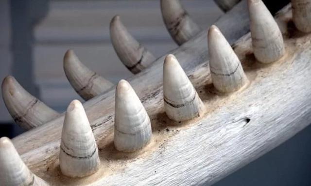 蜗牛牙齿放大10000倍,蜗牛有多少颗牙齿放大10000倍(2)