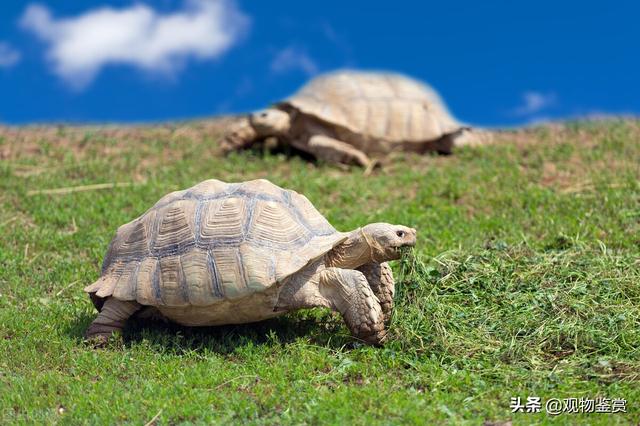 菜龟的饲养方法,陆地巨型吃菜龟怎么养(4)