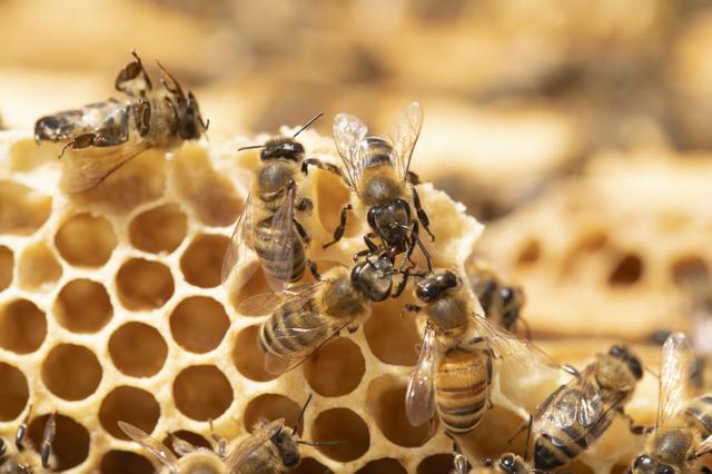 野生蜂蜜可以保存多少年,野生蜂蜜要特别保存吗(1)