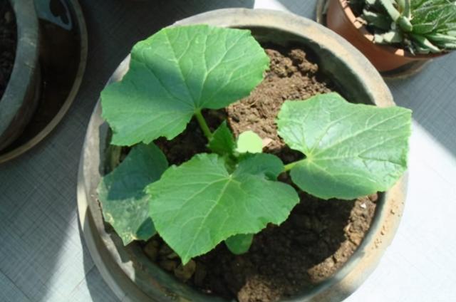 冬瓜的籽可以直接种吗,新鲜冬瓜籽能直接种吗(5)