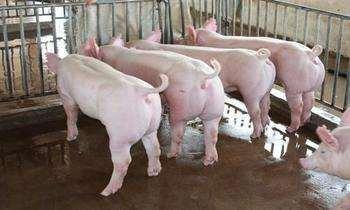 500头养猪场环评怎么办理,养猪场办环评要哪些手续(4)