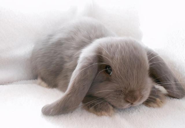 垂耳兔喂养方法禁忌,垂耳兔的饲养管理方法(4)