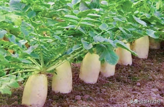 移栽萝卜要先撒复合肥吗,萝卜种植底肥可以下复合肥不(4)