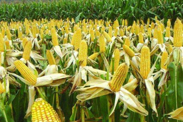 迪卡玉米种子有哪几种,玉米种子迪卡产量高吗(6)