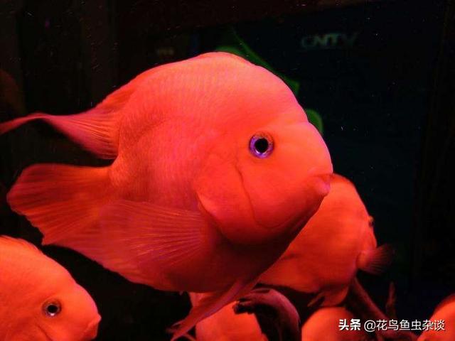 紫红火口鱼如何喂养,紫红火口鱼详细介绍(2)