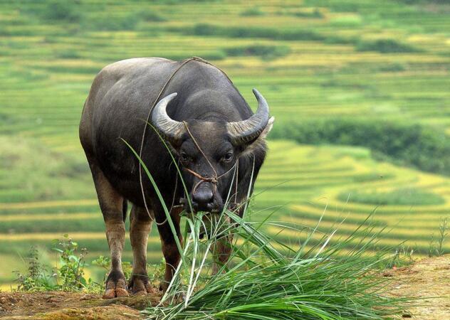 福安水牛有什么特征,什么叫真正的水牛(6)