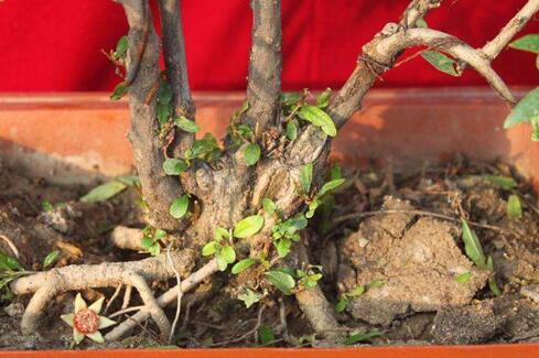 石榴树施肥时间表,石榴树施肥时间和方法(2)