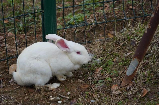 兔子禁忌食物一览表,兔子吃什么长得快又肥(2)