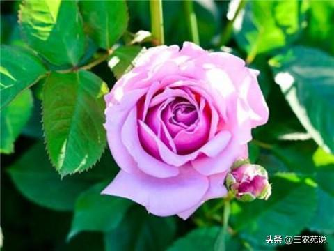 玫瑰在什么季节开,玫瑰在什么季节开放的鲜艳(5)