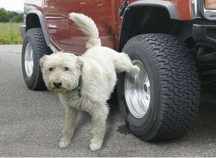 狗总是在车轱辘上撒尿怎么办啊,狗总往轮胎上撒尿怎么办(2)
