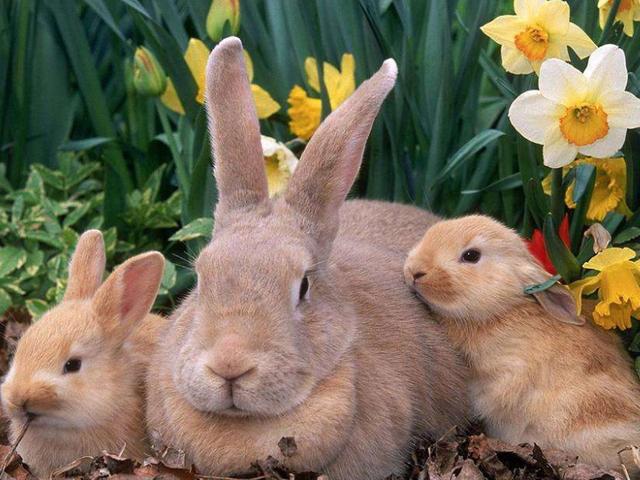 兔子可以喂水吗,兔子最忌讳的蔬菜(2)