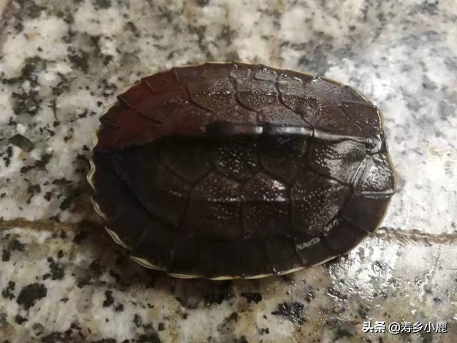 如何分辨日本石龟的年龄,日本石龟怎么看品相(2)