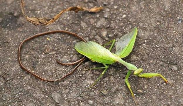如何判断螳螂身体里有没有铁线虫,怎么看出螳螂是否有铁线虫(1)