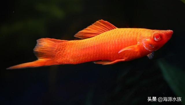 红剑尾鱼最佳饲养方法,红剑鱼在家怎么养(1)
