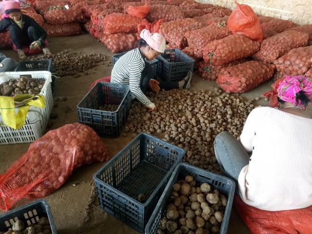 云南一代魔芋种植每亩收益,云南二代花魔芋种植每亩收益(2)