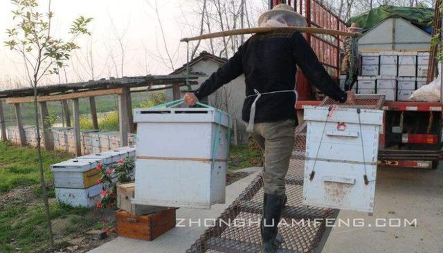 流动式养蜂技术,傻瓜式养蜂技术(1)