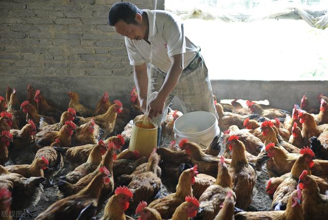 散养土鸡一个平方适合养多少只鸡,1000只散养土鸡需要多少个鸡窝(4)