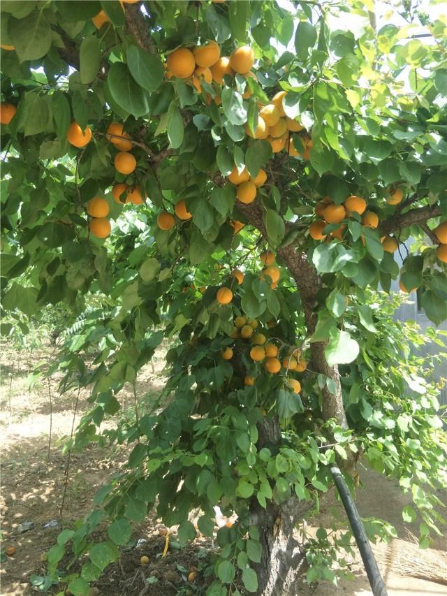 杏子的种植方法和图片,杏子最佳种植时间(4)