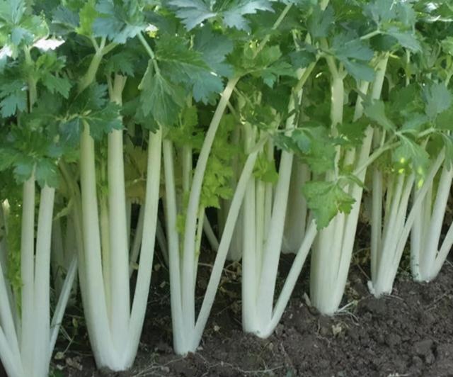芹菜种植技巧,芹菜最好的肥料(1)