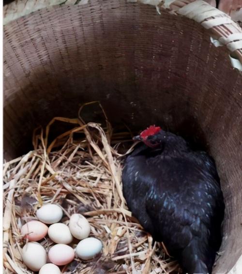 鸡不下蛋用什么办法促进下蛋,让鸡提前下蛋的方法(1)