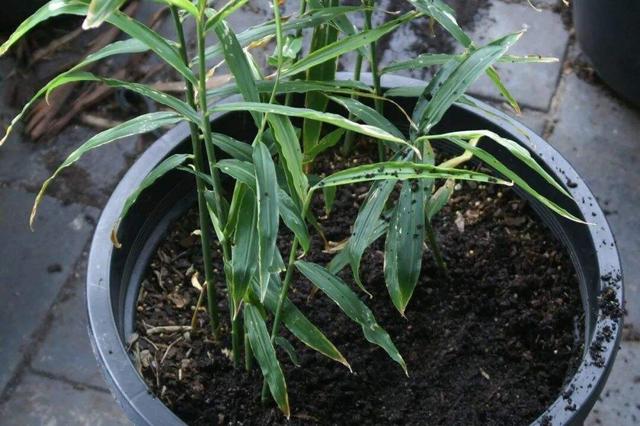 生姜的种植方法和时间,在自家阳台怎样种大蒜(1)