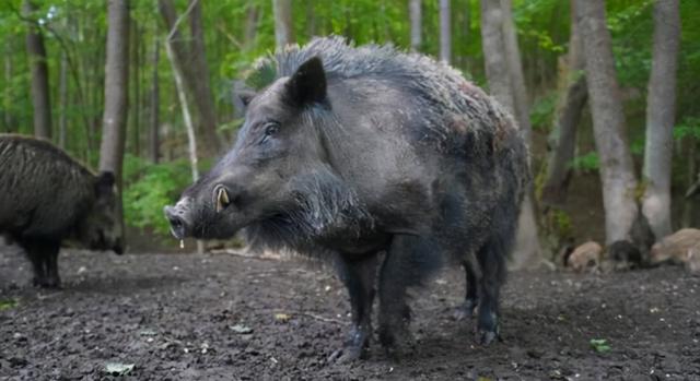 野猪还是国家二级保护动物吗,为什么要保护野猪(3)