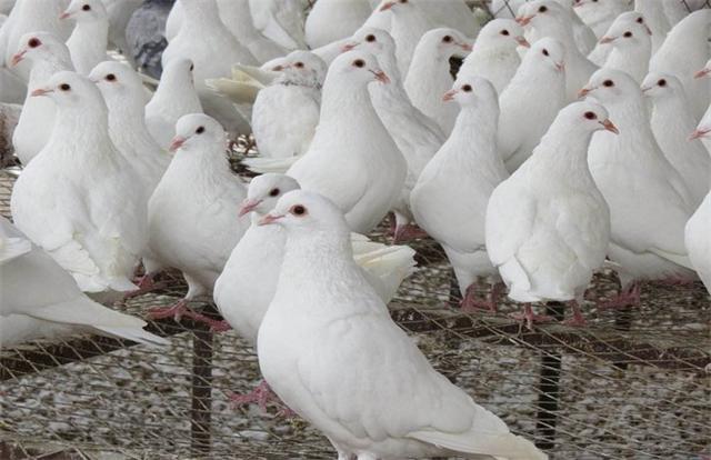 鸽笼养鸽子繁殖快吗,鸽子笼养和散养哪个繁殖快(2)