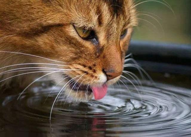 猫突然不怎么爱喝水,猫突然不见了怎么找(1)