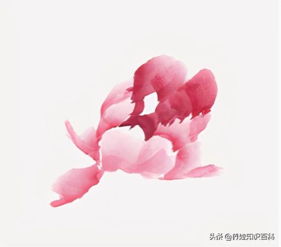 最简单的画牡丹花步骤,牡丹花最简单的画(4)