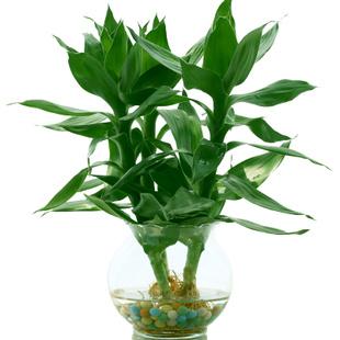 水培观音竹怎么养才能更旺盛,白醋水培观音竹(2)