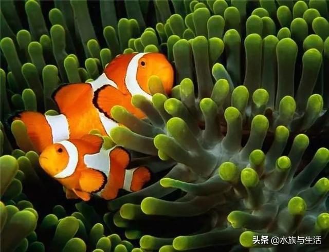 小丑鱼怎么养才能快速繁殖后代,小丑鱼自然环境下怎么繁殖(6)