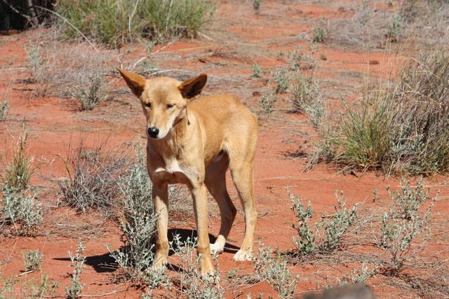 澳洲野狗的天敌,澳洲野狗可以重新驯化吗(5)