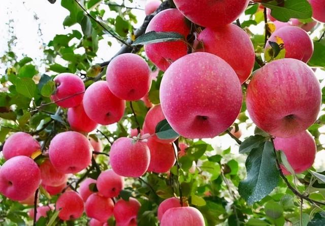 甘肃产苹果有哪些地方,甘肃最有名的苹果产地(4)