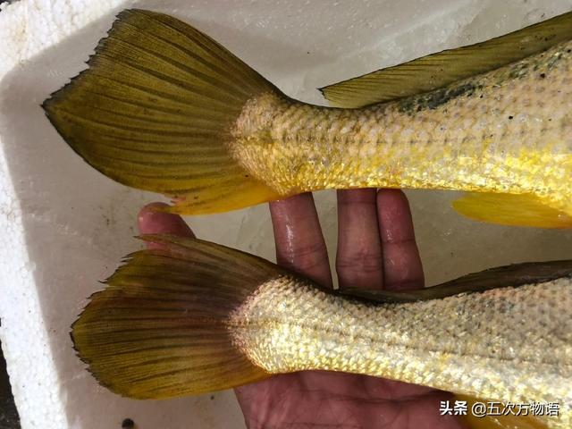 如何区分梅童鱼和小黄鱼,梅童鱼和小黄鱼区别(4)
