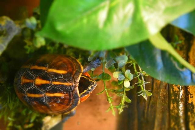 果核蛋龟饲养技巧,果核龟最好的饲养环境(2)