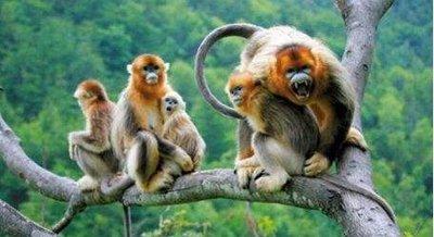 雄猴繁衍的方法,猴自然繁育方法(3)