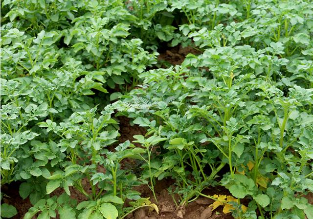 土豆种植的方法与技术,土豆种植技术最好的方法(2)
